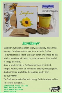  Plantation Kit - Sunflower 