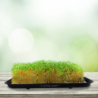 Microgreen